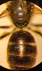 Lasioglossum laticeps