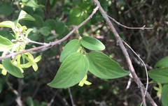 Bouvardia glabra