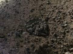 Crotalus cerastes cercobombus