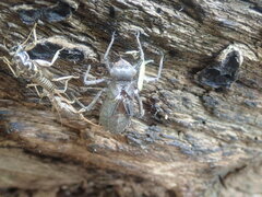 Neurocordulia yamaskanensis