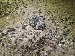 Crotalus cerastes cercobombus