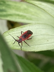 Lopidea instabilis