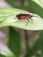 Lopidea instabilis