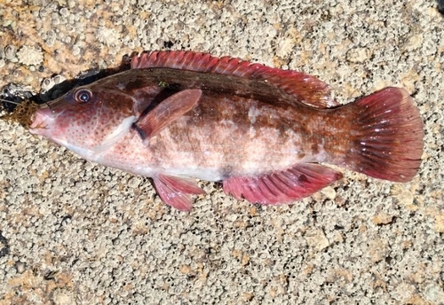 Baillons lipvis (Symphodus bailloni) — Labridae — 2