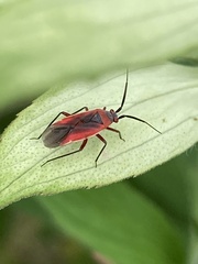 Lopidea instabilis