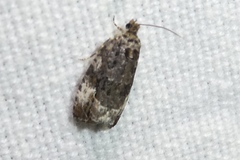 Apotomis sauciana