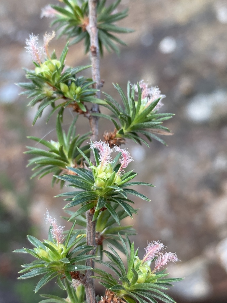 Cliffortia cristata from Bridle Path, WC, ZA on July 23, 2022 at 0157