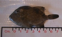 Pseudobalistes naufragium