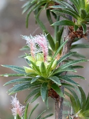 Cliffortia cristata