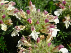Teucrium pyrenaicum