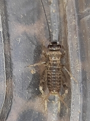 Modicogryllus frontalis