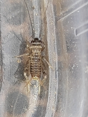Modicogryllus frontalis