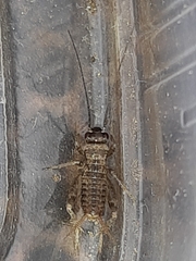 Modicogryllus frontalis