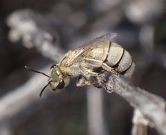 Halictus pollinosus
