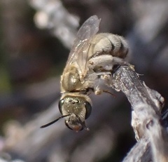 Halictus pollinosus