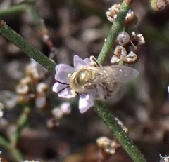 Halictus pollinosus