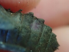 Neurocordulia yamaskanensis