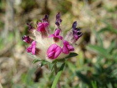 Anthyllis vulneraria iberica