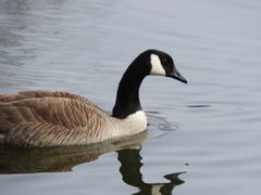 Branta canadensis