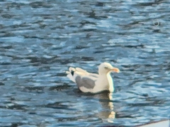 Larus argentatus