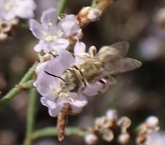 Halictus pollinosus