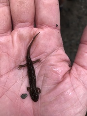 Desmognathus marmoratus