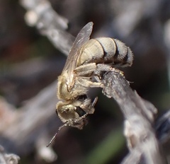 Halictus pollinosus