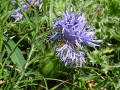 Carthamus mitissimus