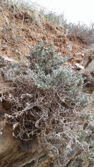 Enchylaena tomentosa