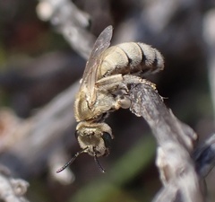 Halictus pollinosus