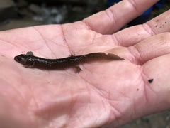 Desmognathus marmoratus