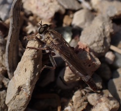 Stenopogon