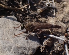 Stenopogon