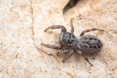 Dendryphantes nigromaculatus