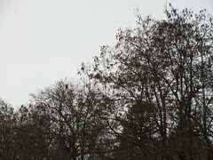 Robinia pseudoacacia