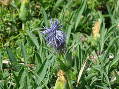 Carthamus mitissimus