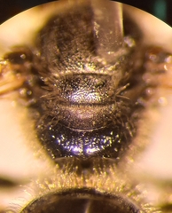 Lasioglossum laticeps