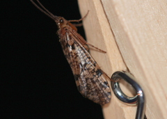 Banksiola concatenata