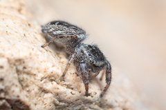 Dendryphantes nigromaculatus