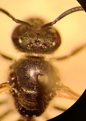 Lasioglossum laticeps