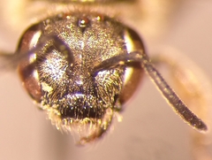 Lasioglossum laticeps