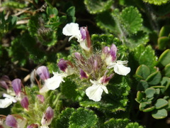 Teucrium pyrenaicum