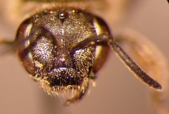 Lasioglossum laticeps