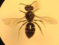 Lasioglossum laticeps