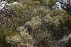 Pseudopentameris macrantha