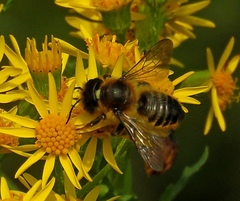 Megachile maritima