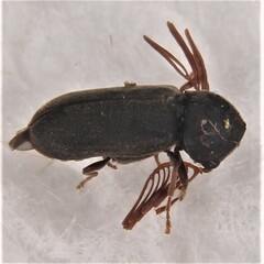 Ptilinus
