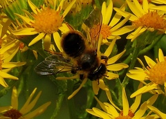 Megachile maritima