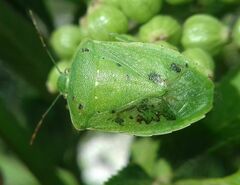 Nezara viridula