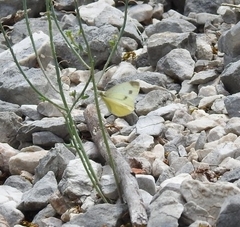 Pieris ergane